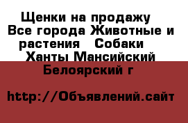 Щенки на продажу - Все города Животные и растения » Собаки   . Ханты-Мансийский,Белоярский г.